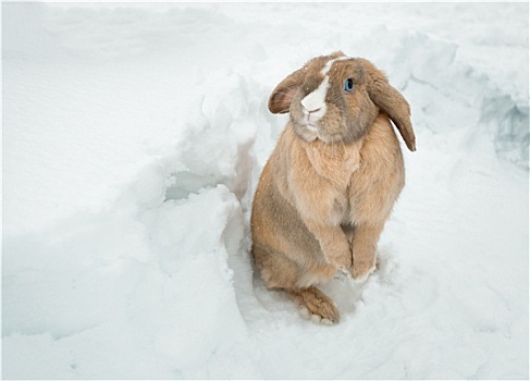 有趣,可爱,兔子,蓝眼睛,站立,雪中