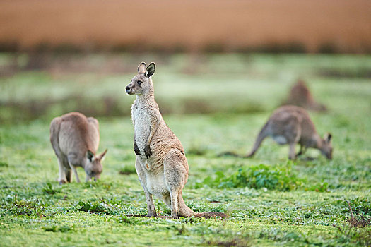 大灰袋鼠,灰袋鼠,放牧,草地,维多利亚,澳大利亚