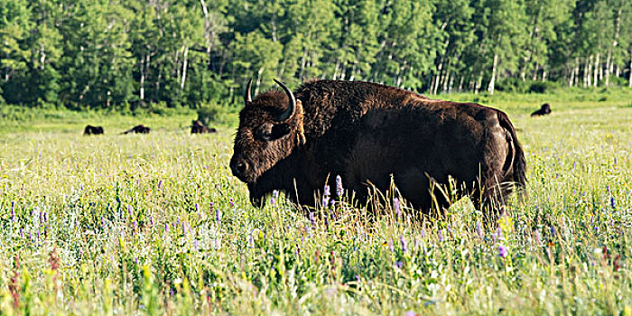 美洲野牛,野牛,站立,草地,赖丁山国家公园,曼尼托巴,加拿大