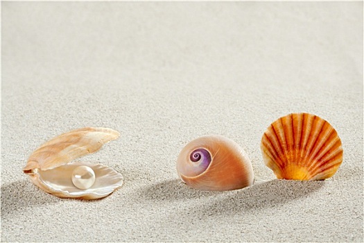海滩,暑假,背景,壳,珍珠,蛤蜊