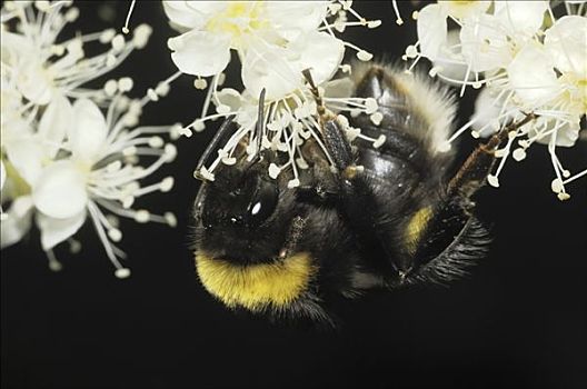 大黄蜂,熊蜂,工作,花,荷兰