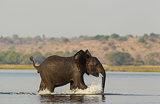 非洲象,幼小,一个,牧群,交叉,乔贝,河,喜悦,河岸,乔贝国家公园,博茨瓦纳,非洲
