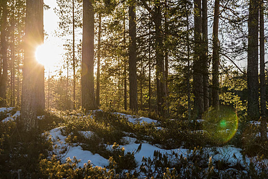 芬兰,木头,逆光,太阳,雪,冬天