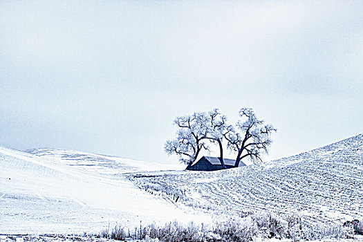 美国,华盛顿,帕卢斯,积雪,谷仓,老,橡树