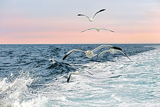 正在海面上翱翔的海鸥