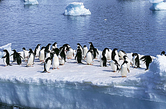 阿德利企鹅,生物群,冰,地点,保利特岛,南极