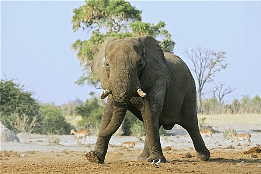 非洲,灌木,大象,非洲象,雄性动物,萨维提,乔贝国家公园,博茨瓦纳