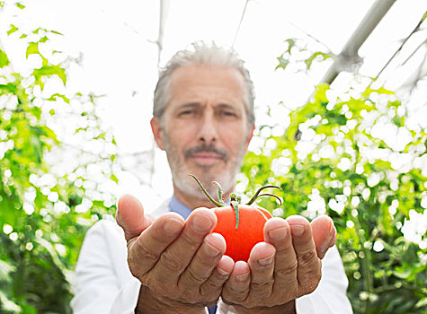 头像,科学家,拿着,成熟,西红柿,温室