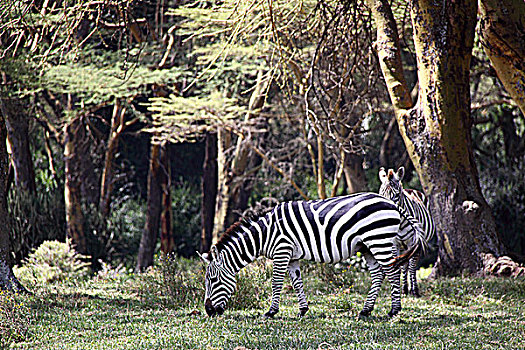 肯尼亚非洲大草原斑马-吃草