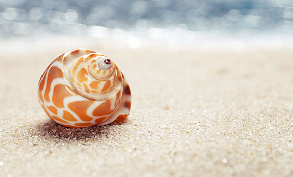 海螺壳,沙滩