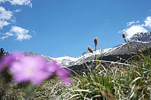 阿尔卑斯山