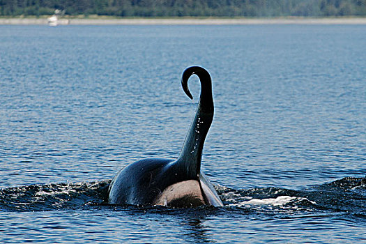 逆戟鲸,背鳍,威廉王子湾,阿拉斯加