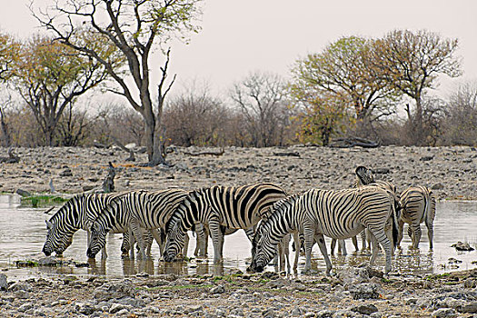 非洲,南非,纳米比亚,省,北方,国家公园,斑马,草原斑马