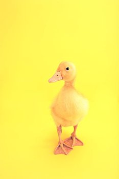 黄色,小鸭子