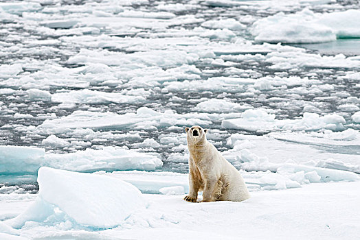 北极熊,雄性,坐,浮冰,斯匹次卑尔根岛,岛屿,斯瓦尔巴群岛,斯瓦尔巴特群岛,挪威,欧洲