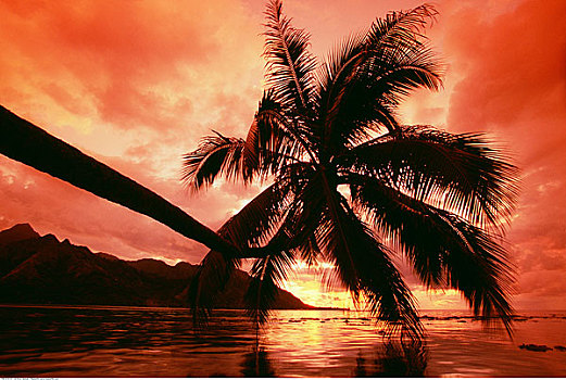 棕榈树,日落,茉莉亚岛,法属玻利尼西亚