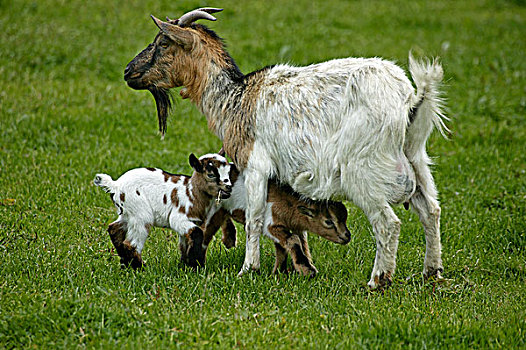 俾格米人,山羊,矮小,母兽,幼仔
