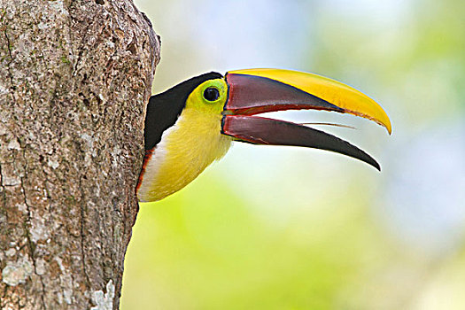 巨嘴鸟,栖息,枝条,哥斯达黎加