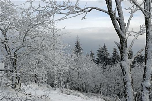 冬季风景,雪,树,群山,德国