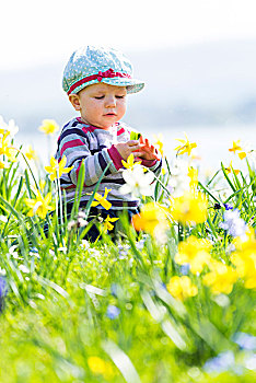 幼儿,10个月,坐,花,草地,水仙花,德国,欧洲