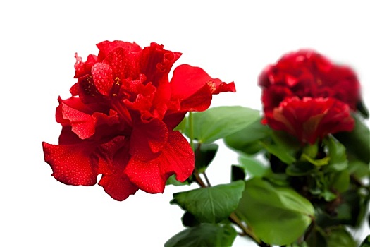 红色,热带花卉,隔绝,白色背景