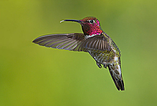 雄性,蜂鸟,飞行,维多利亚,温哥华岛,不列颠哥伦比亚省,加拿大