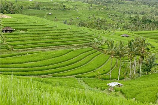 阶梯状,稻田,区域,巴厘岛,印度尼西亚