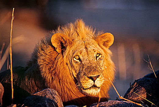 坦桑尼亚,国家公园,露营,雄性,狮子