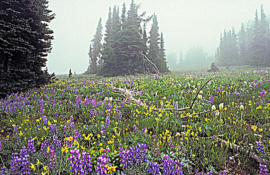 晨雾,阿尔卑斯草甸,顶峰,省立公园,不列颠哥伦比亚省,加拿大