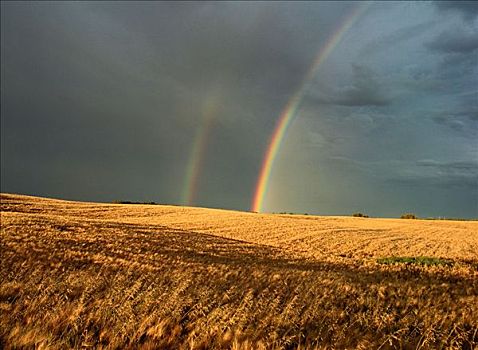 彩虹,风暴,靠近,艾伯塔省,加拿大