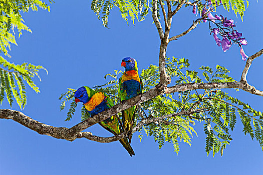 彩虹,彩虹鹦鹉,一对,蓝花楹,阿瑟顿高原,昆士兰,澳大利亚