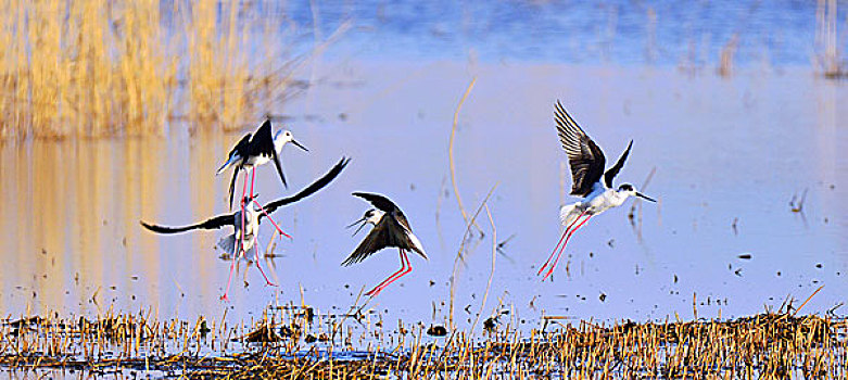 大庆湿地鹬鸟飞舞