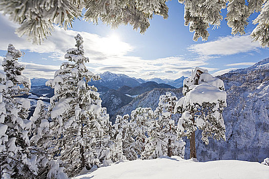 积雪,树,贝希特斯加登阿尔卑斯山,德国