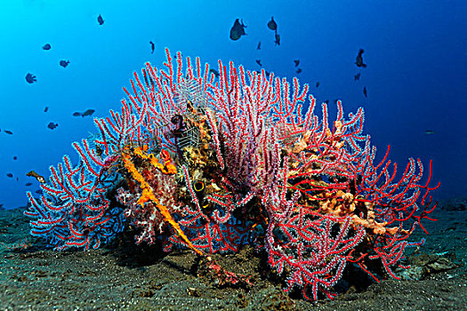珊瑚,不同,海绵,翎毛,星,迷你,礁石,桑迪,地面,巴厘岛,岛屿,小巽他群岛,海洋,印度尼西亚,印度洋,亚洲