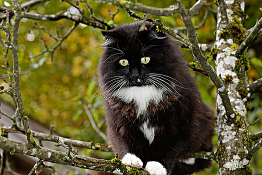 长发,黑猫,树上,德国,欧洲
