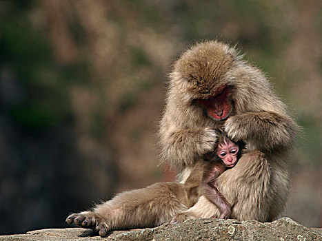日本猕猴,雪猴,母亲,幼兽,日本