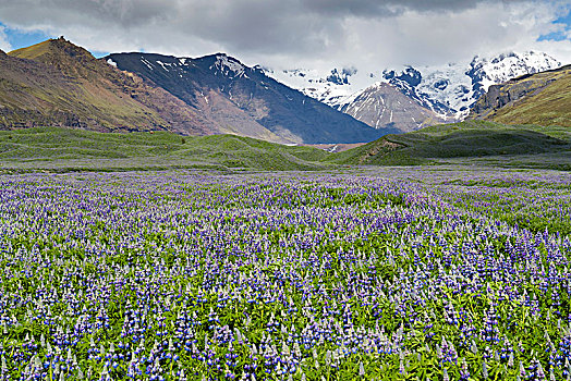 冰岛,风景,草地,羽扇豆属,雪山,南方,区域,欧洲