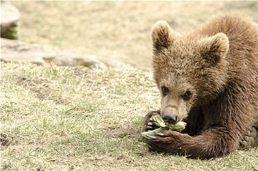 年轻,棕熊,吃
