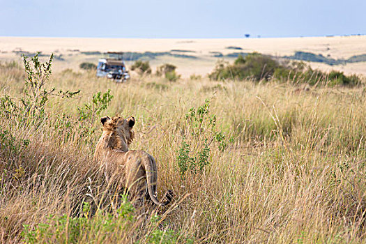 非洲狮子,狮子座,野生动物园吉普车,在,马赛玛拉国家保护区,肯尼亚,非洲