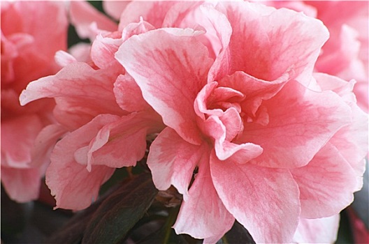 花,杜鵑花