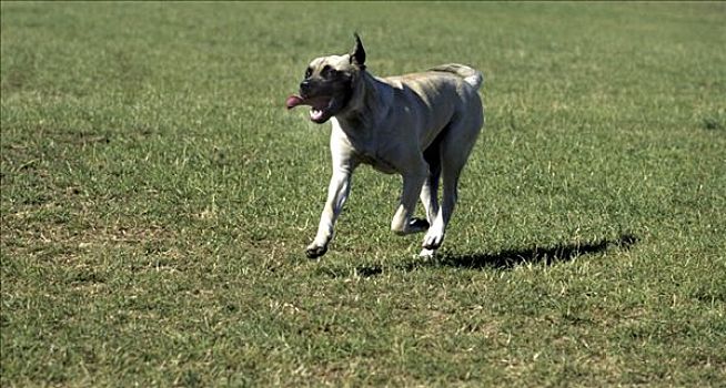 英国,獒犬