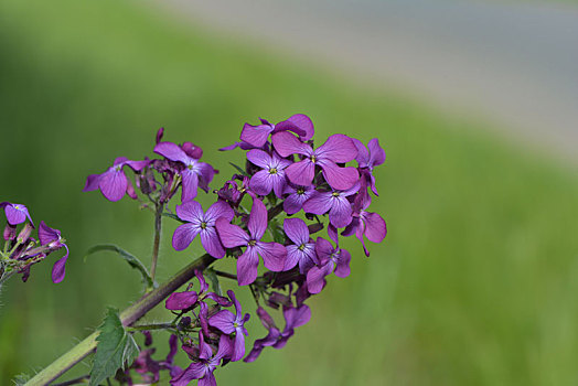 紫色,小花