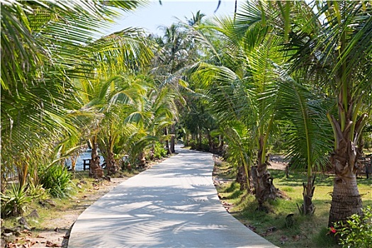 道路,棕榈树