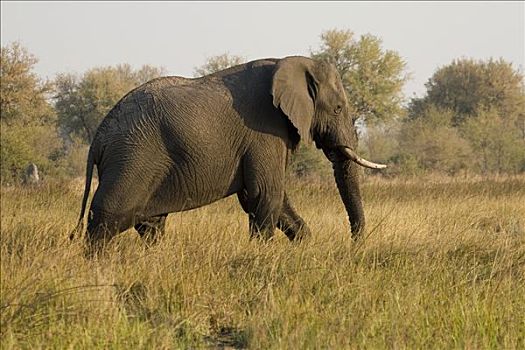 非洲,灌木,大象,热带草原,非洲象,莫雷米禁猎区,博茨瓦纳