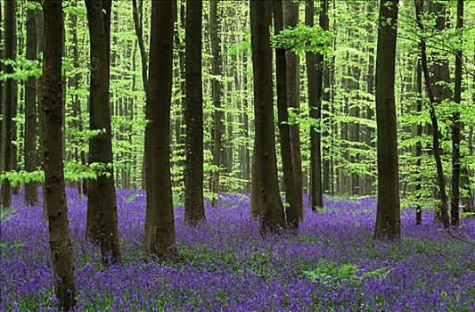 英国,野风信子,蓝铃花,地点,山毛榉,树林,春天,欧洲