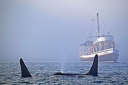 逆戟鲸,旅行,正面,观鲸,船,电报,小湾,温哥华岛,不列颠哥伦比亚省,加拿大
