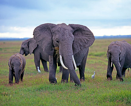 牧群,非洲象,移动,热带草原,早晨
