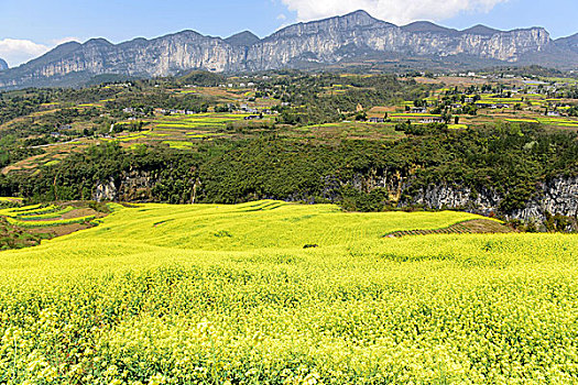 大峡谷油菜花风景