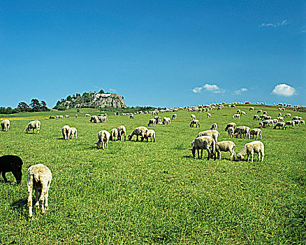 羊群,草场