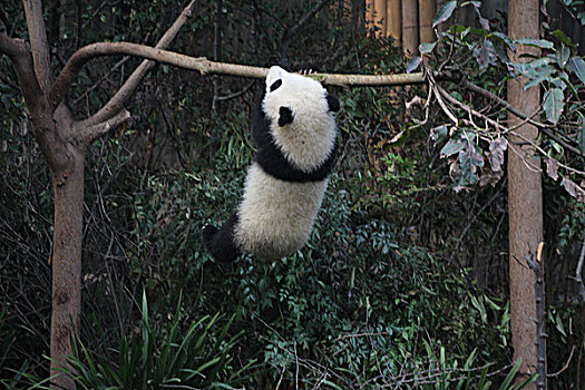 幼年大熊猫